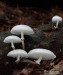 Slizečka porcelánová (Houby), Oudemansiella mucida (Fungi)
